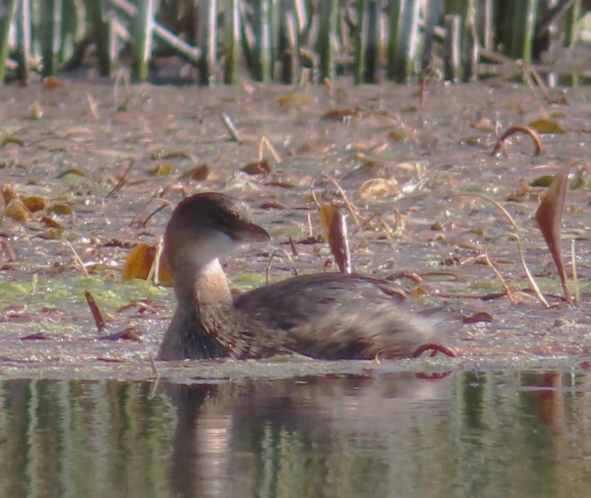 Pied-billed Grebe - ML642298533