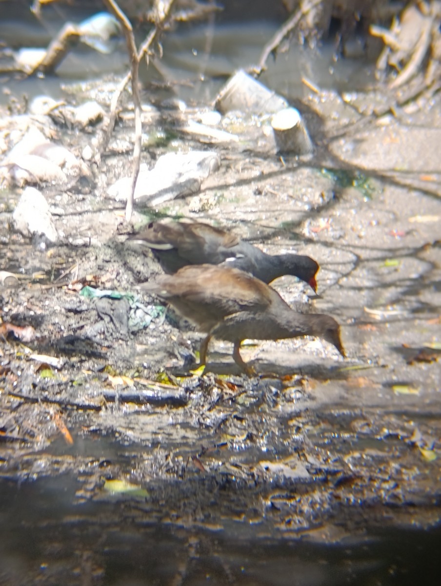 Common Gallinule - ML642298534