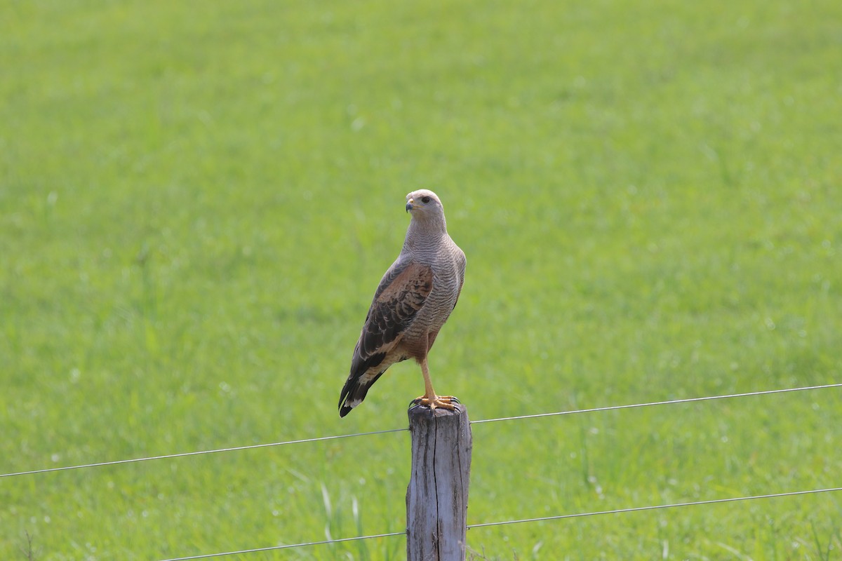 Savanna Hawk - ML642298547