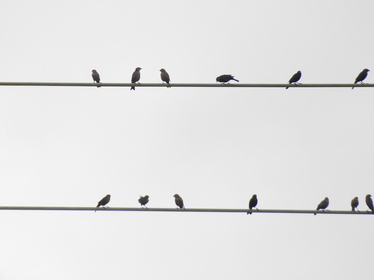 Brown-headed Cowbird - ML642298548