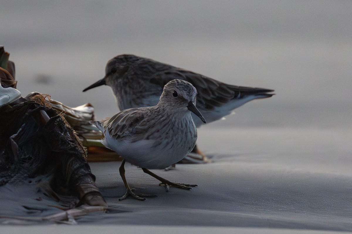 Least Sandpiper - ML642298567