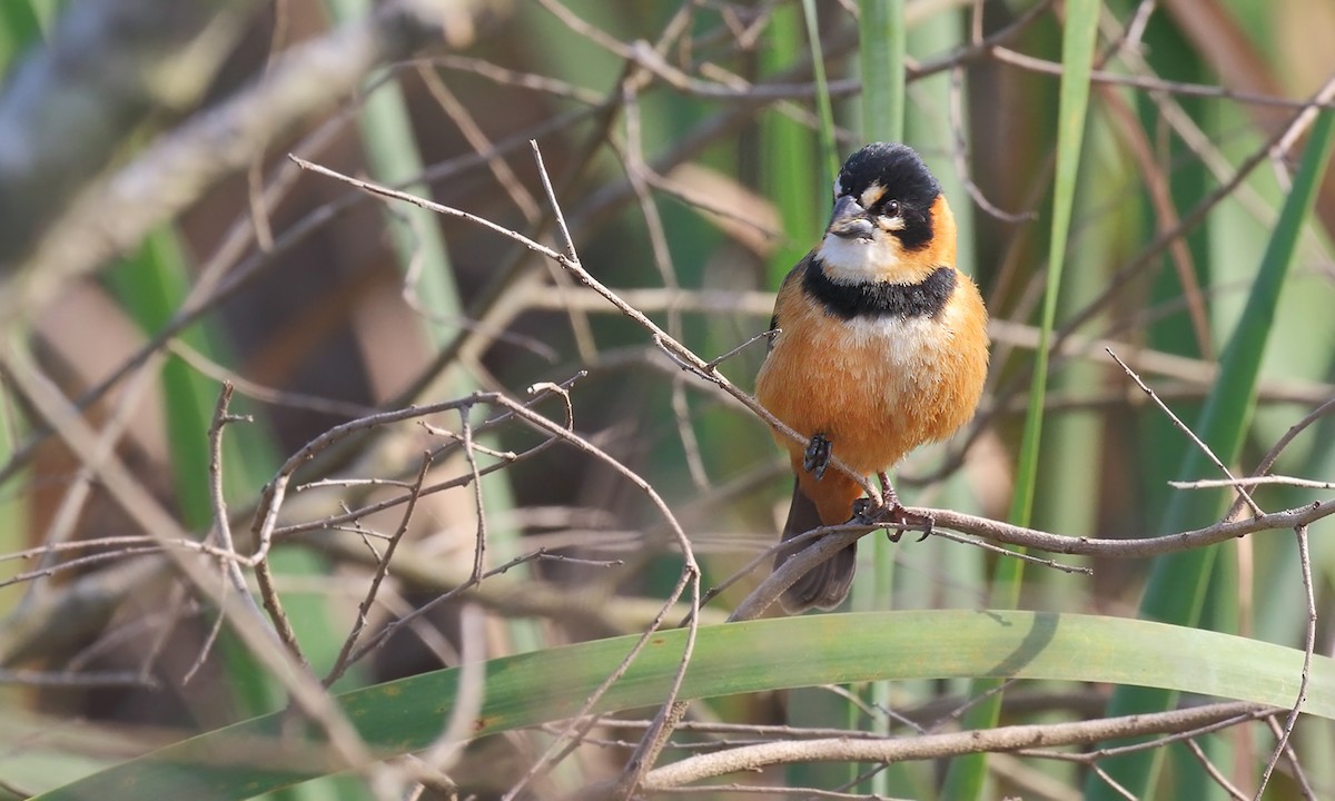 Rusty-collared Seedeater - ML642298572