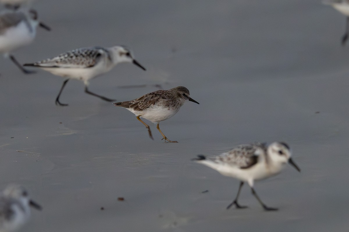 Least Sandpiper - ML642298573