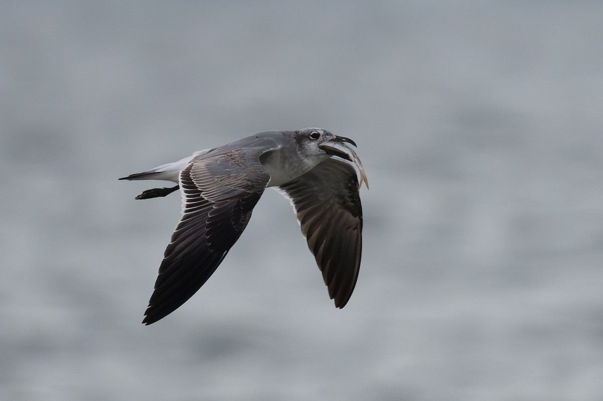 Laughing Gull - ML642298579