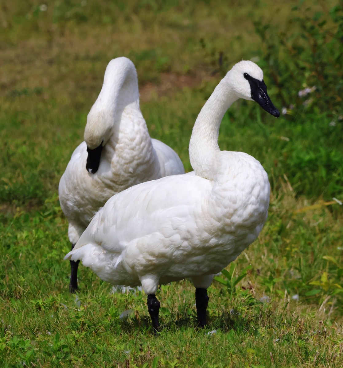 Trumpeter Swan - ML642298581