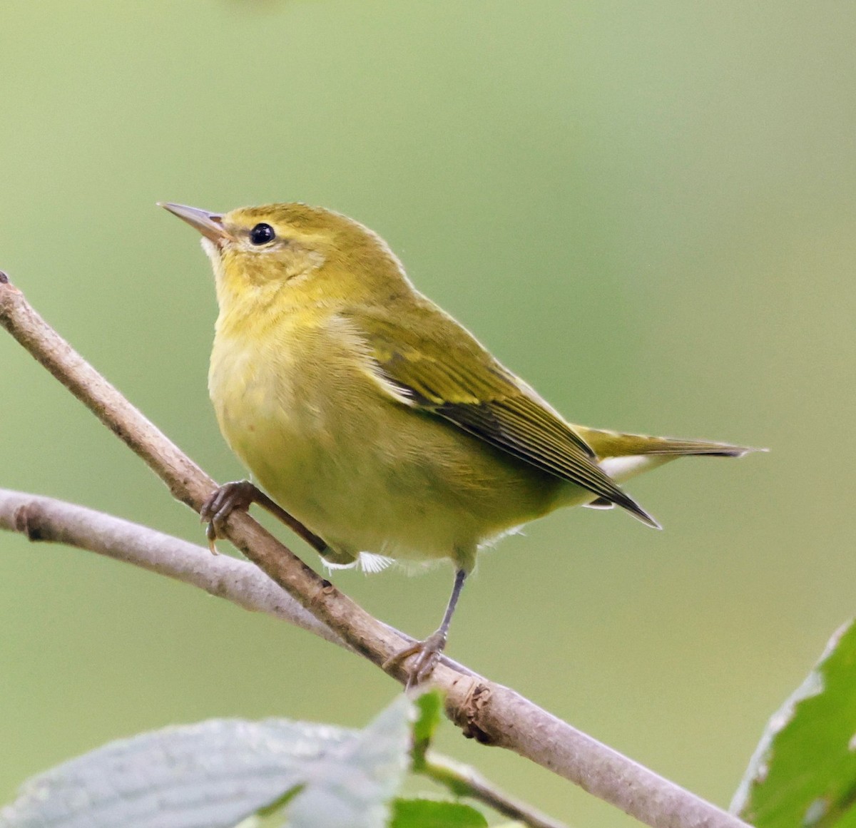 Tennessee Warbler - ML642298596