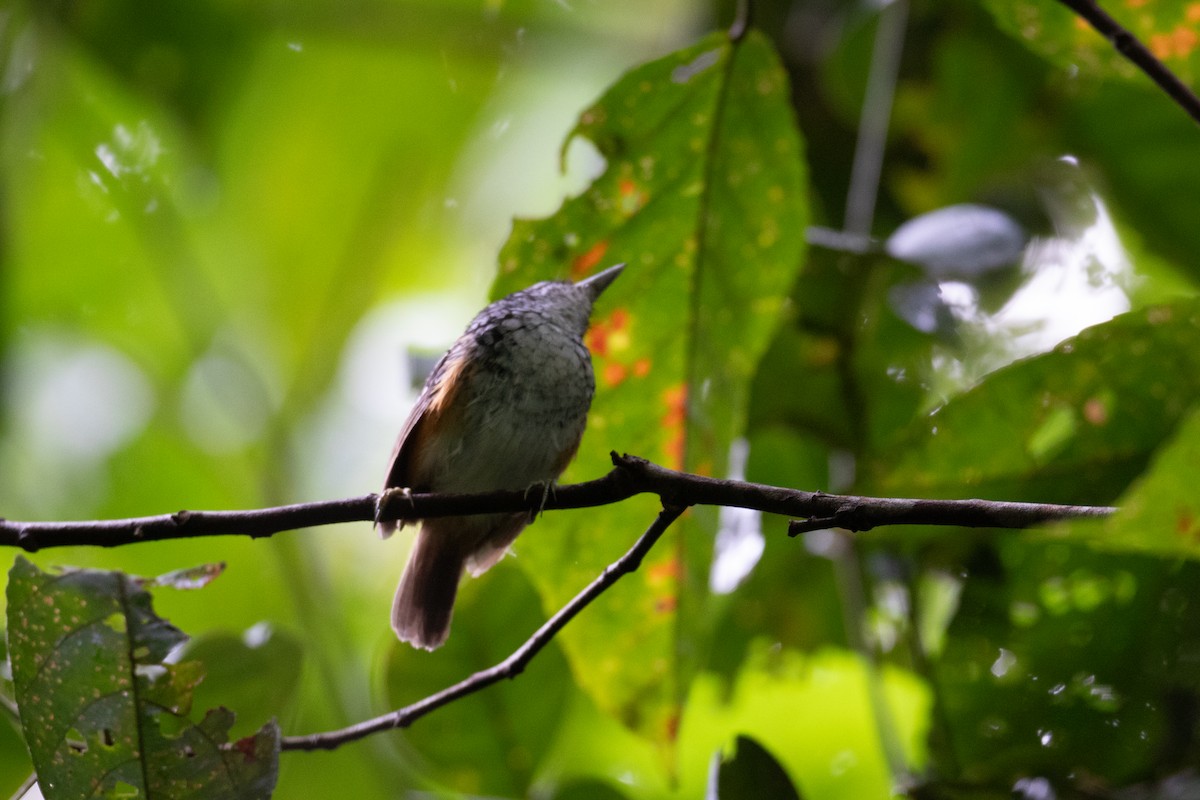 Peruvian Warbling-Antbird - ML642298598