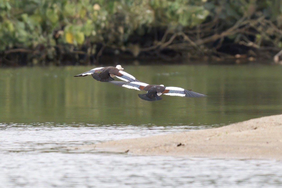 Radjah Shelduck - ML642298650