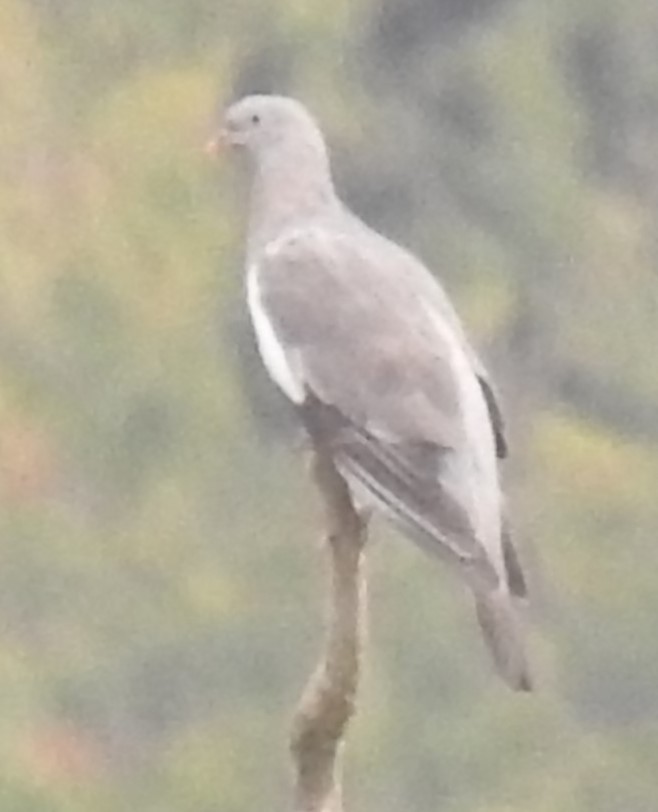 pigeon/dove sp. - ML642298740