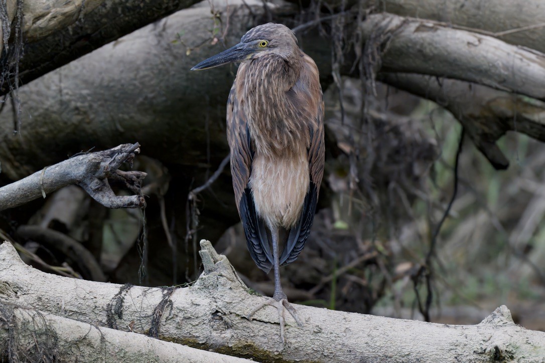 Great-billed Heron - ML642298747