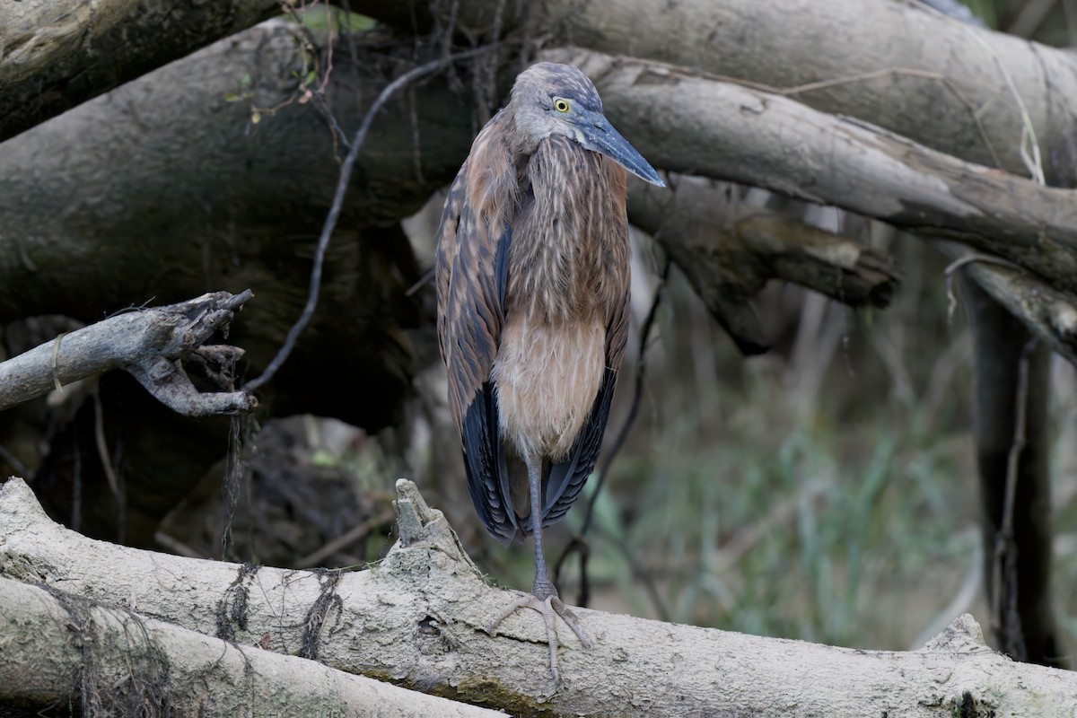 Great-billed Heron - ML642298752