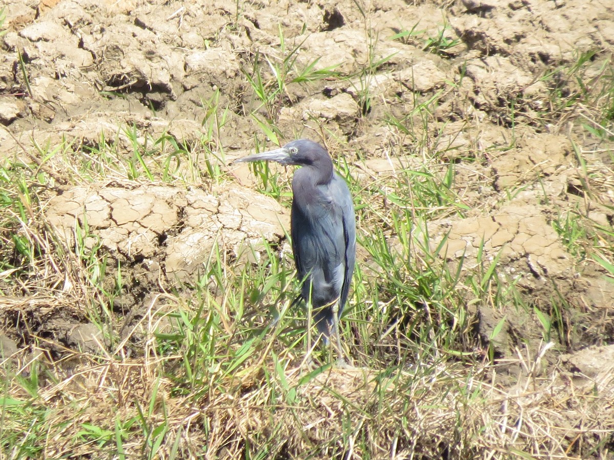 Little Blue Heron - ML642298754