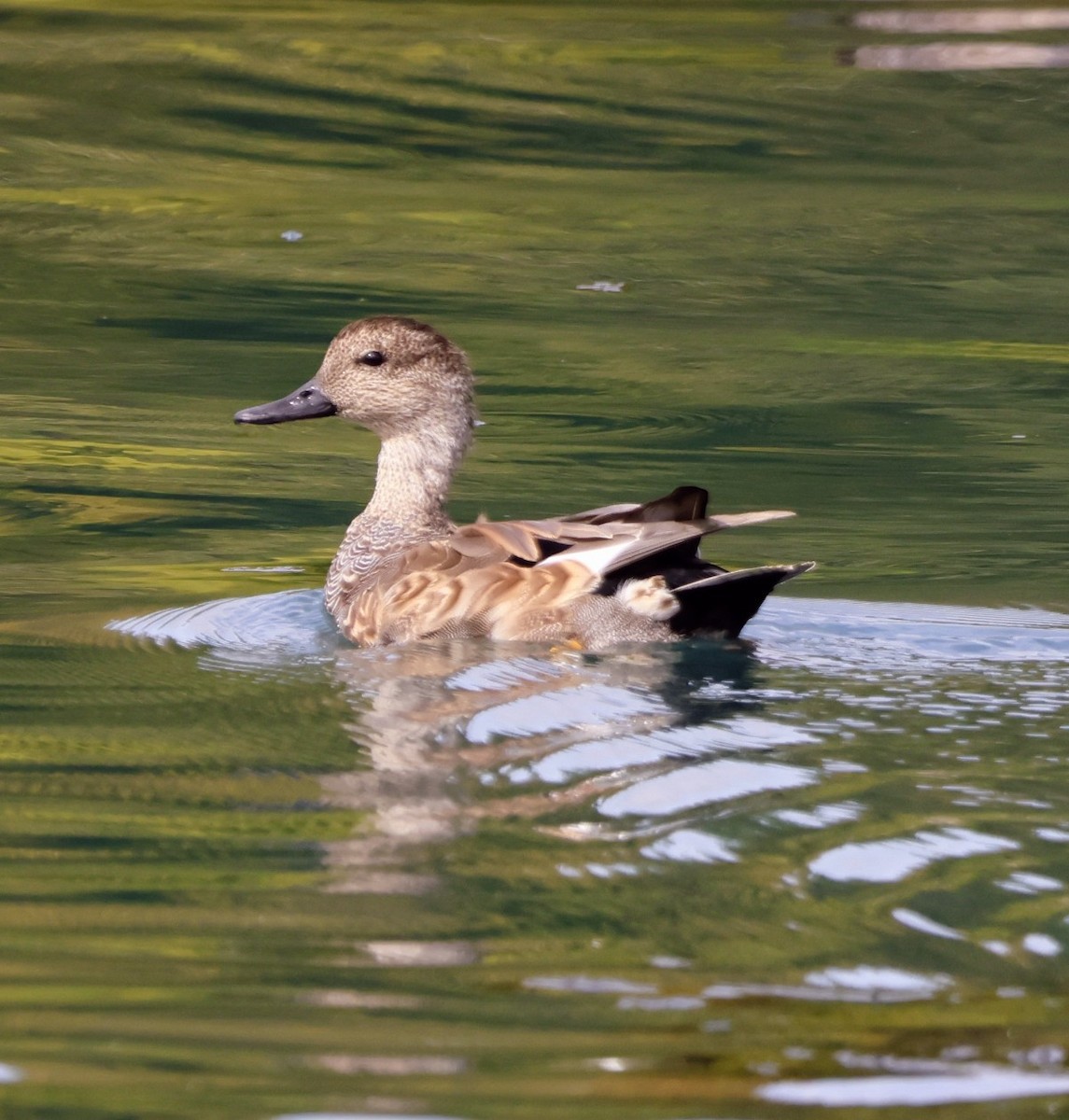 Gadwall - ML642298755