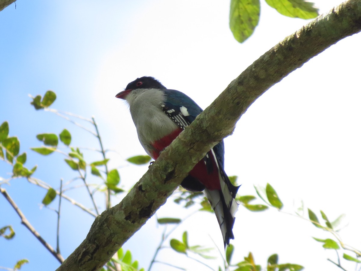 Cuban Trogon - ML642298774