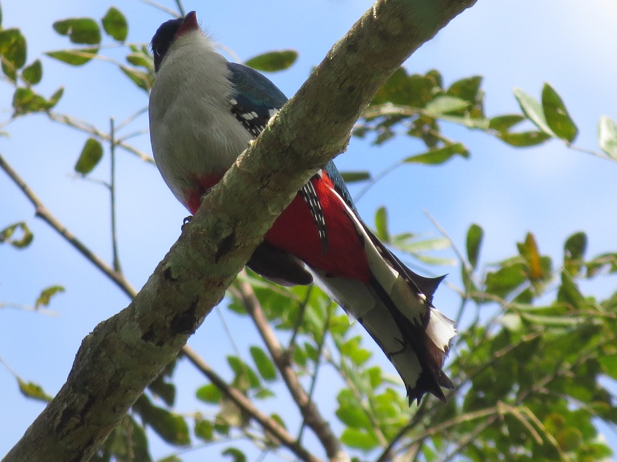 Cuban Trogon - ML642298775