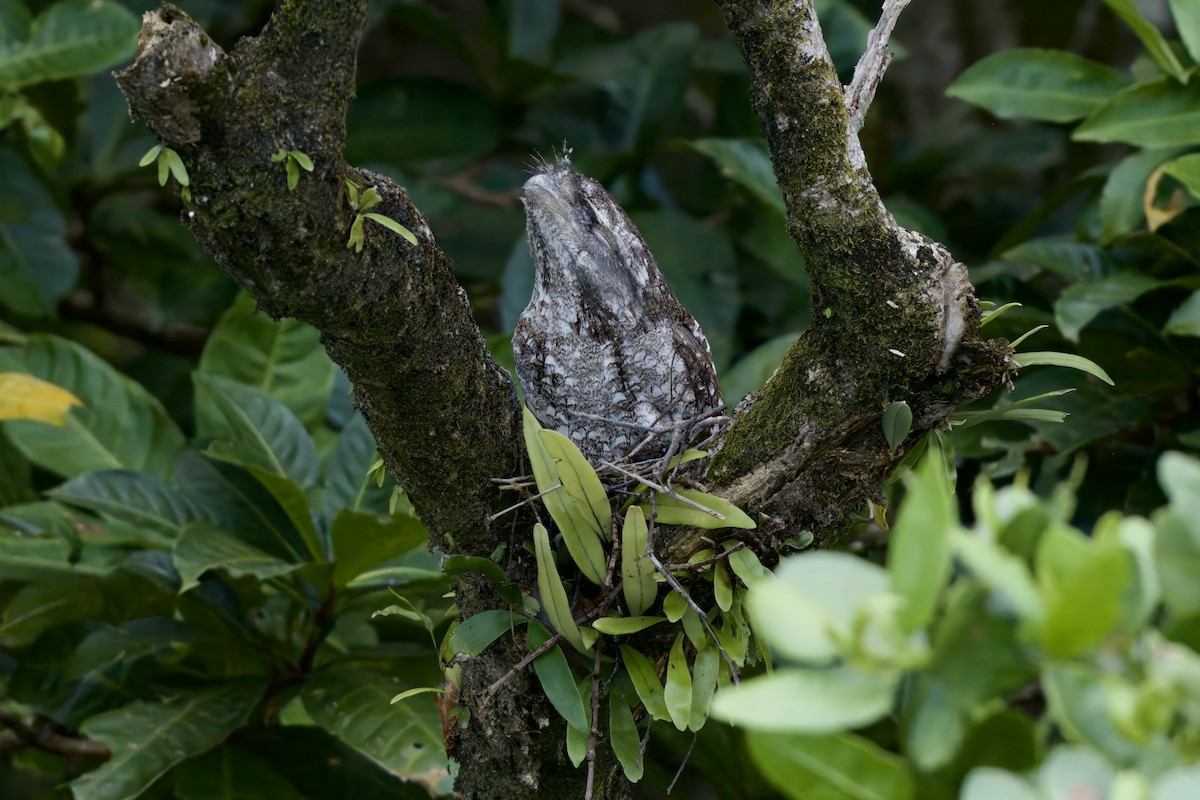 Papuaschwalm - ML642298778