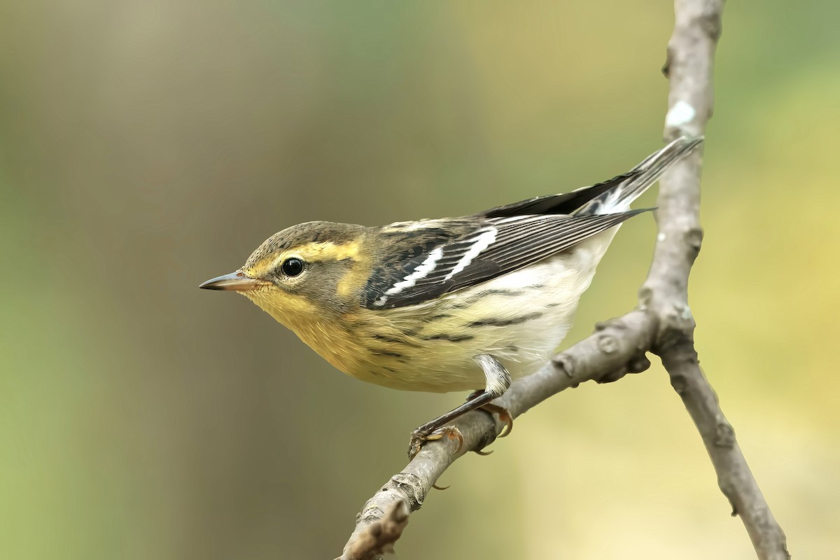 Fichtenwaldsänger - ML642298781