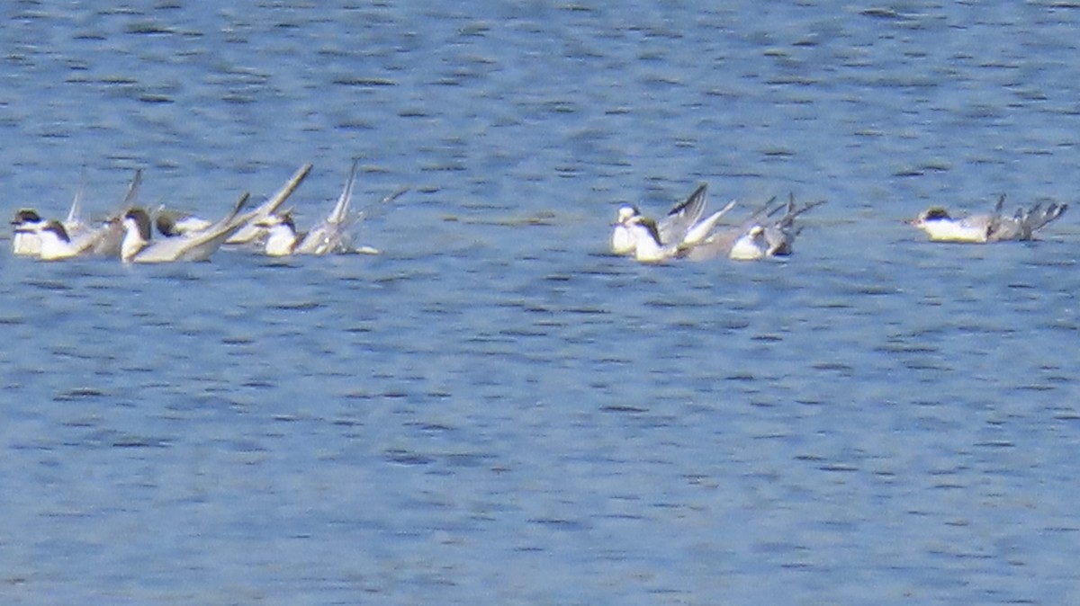 Common Tern - ML642298792