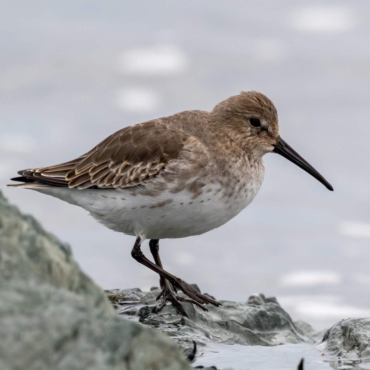 Alpenstrandläufer - ML642298794