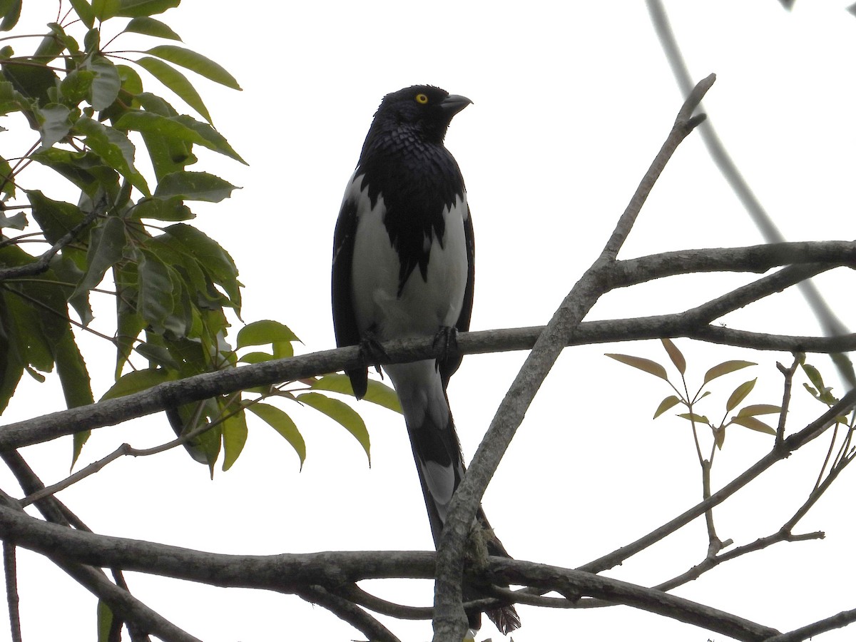 Magpie Tanager - ML642298836