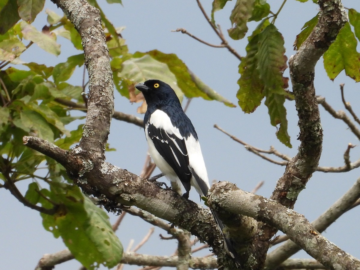 Magpie Tanager - ML642298837
