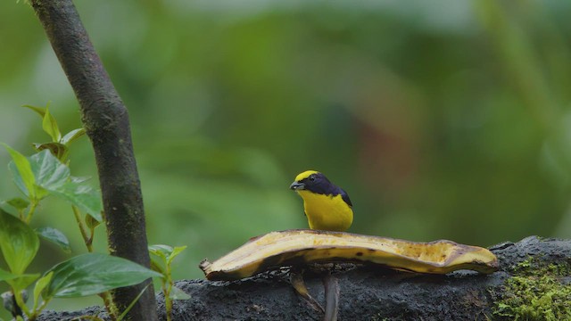 Thick-billed Euphonia - ML642298846