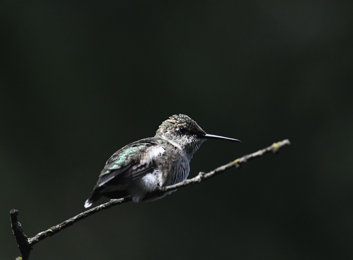 Ruby-throated Hummingbird - ML642298851