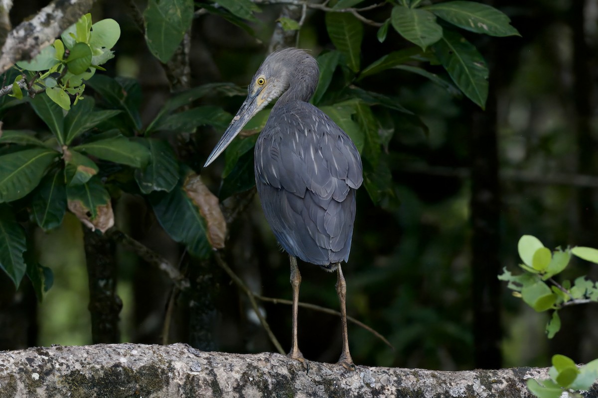 Great-billed Heron - ML642298860