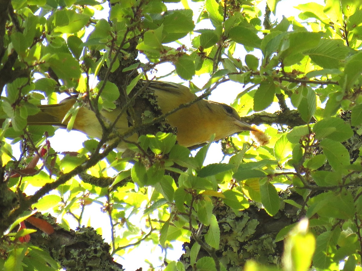 Baltimore Oriole - ML642298861
