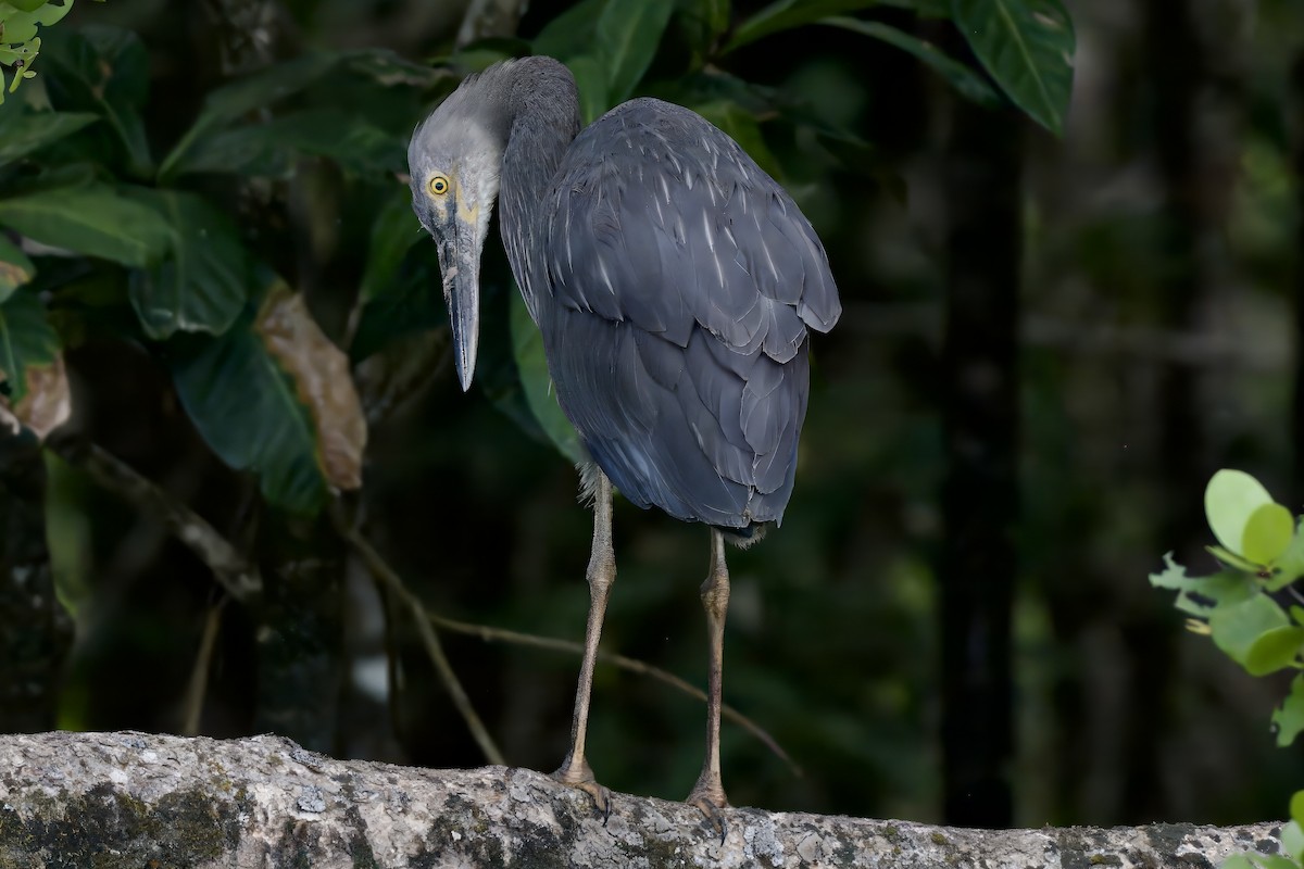 Great-billed Heron - ML642298863