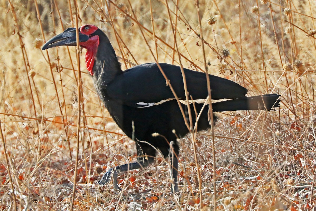 Southern Ground-Hornbill - ML642298864