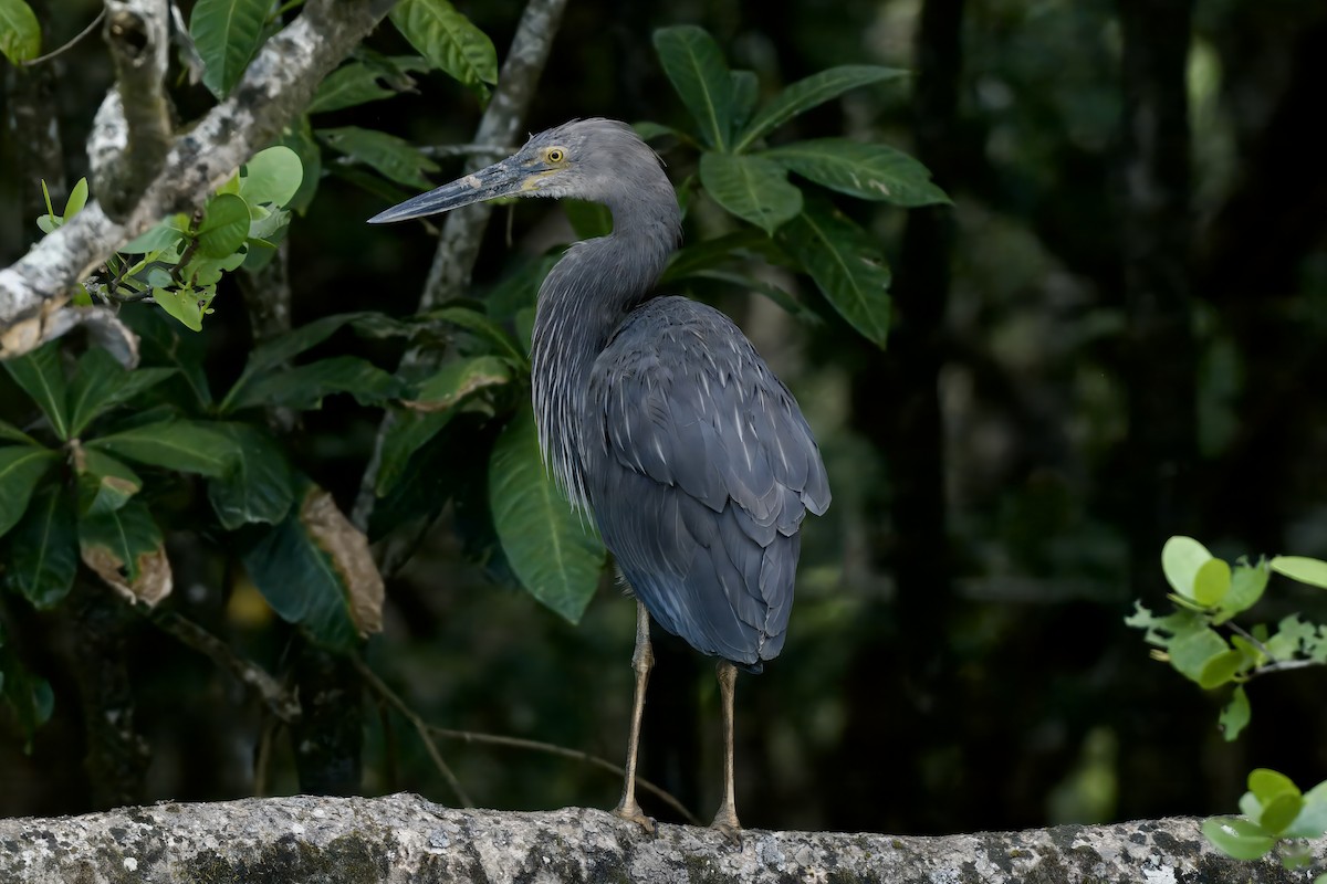 Great-billed Heron - ML642298868
