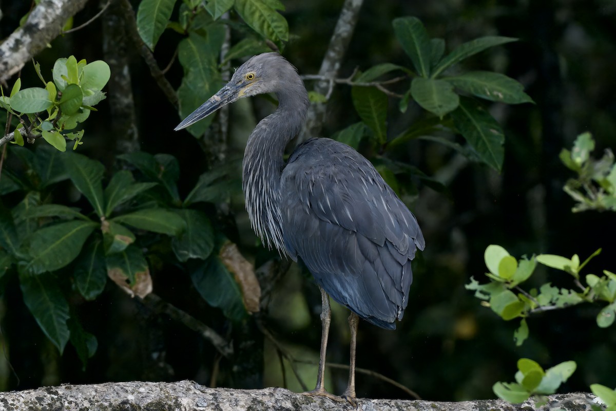Great-billed Heron - ML642298878