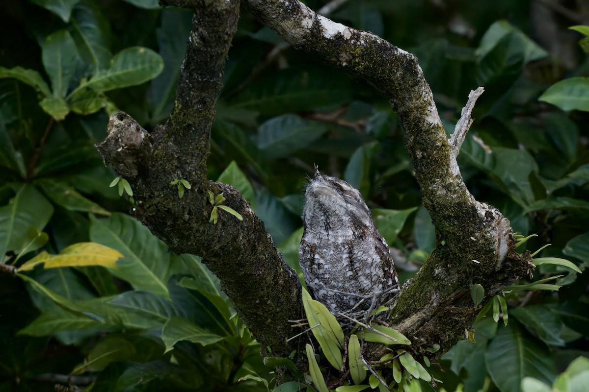 Papuan Frogmouth - ML642298885