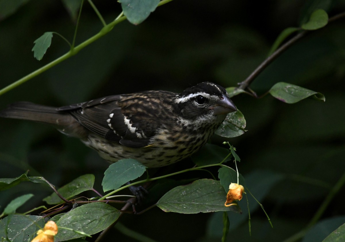 Rose-breasted Grosbeak - ML642298886
