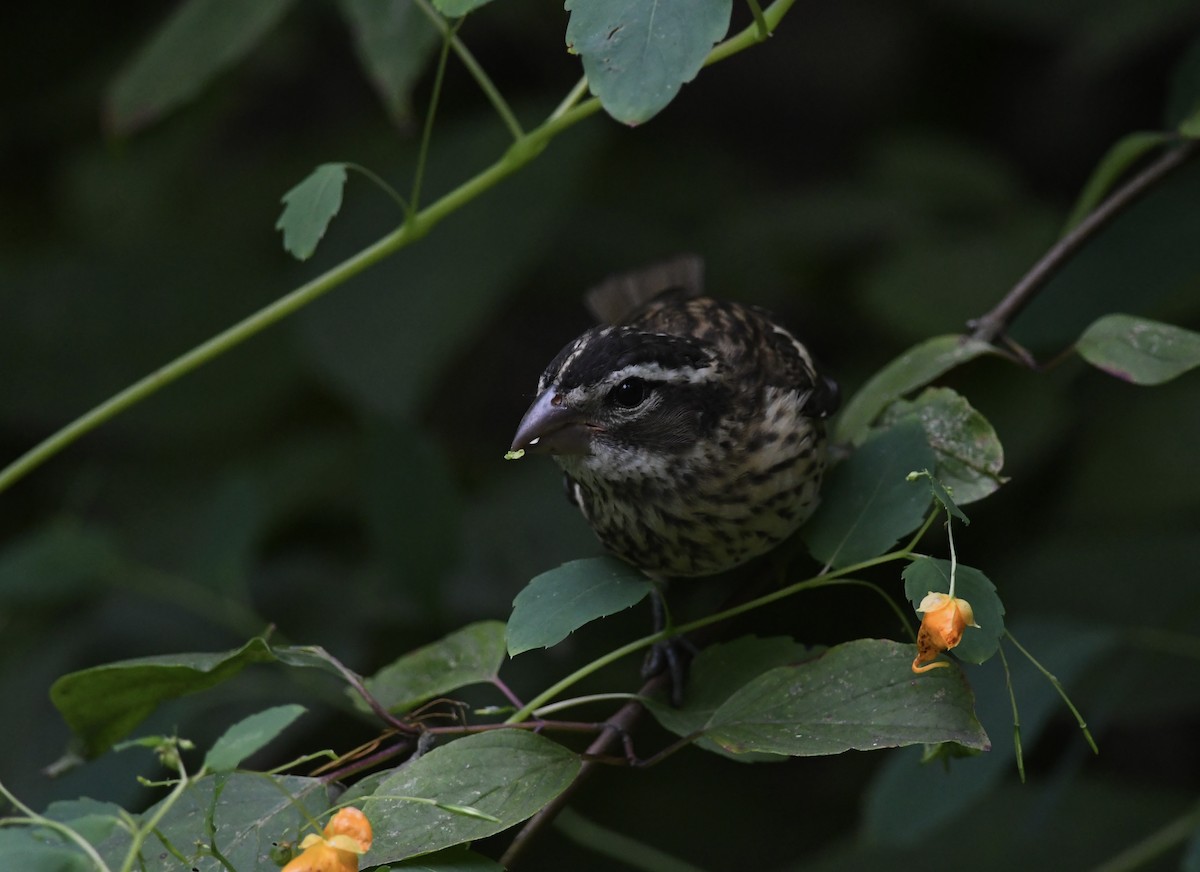Rose-breasted Grosbeak - ML642298887