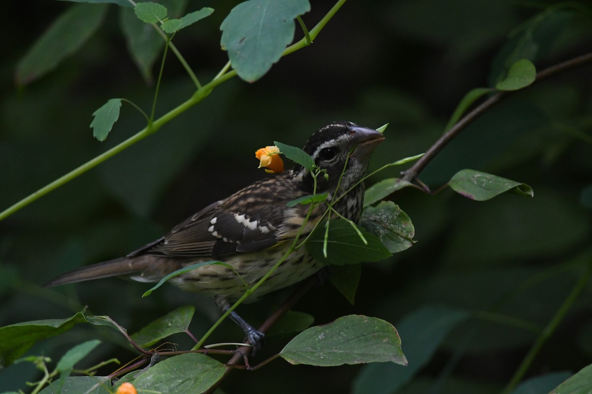 Rose-breasted Grosbeak - ML642298888
