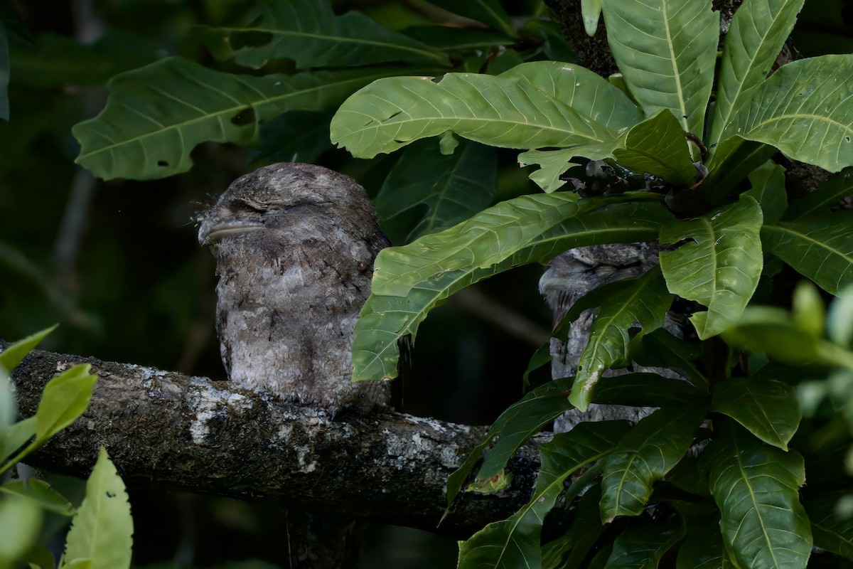 Papuan Frogmouth - ML642298892