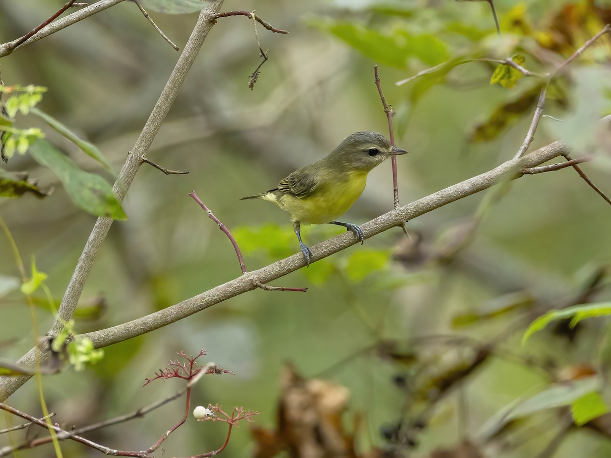 Philadelphia Vireo - ML642298894