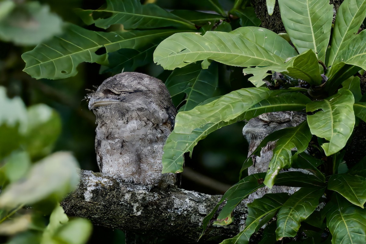 Papuan Frogmouth - ML642298896