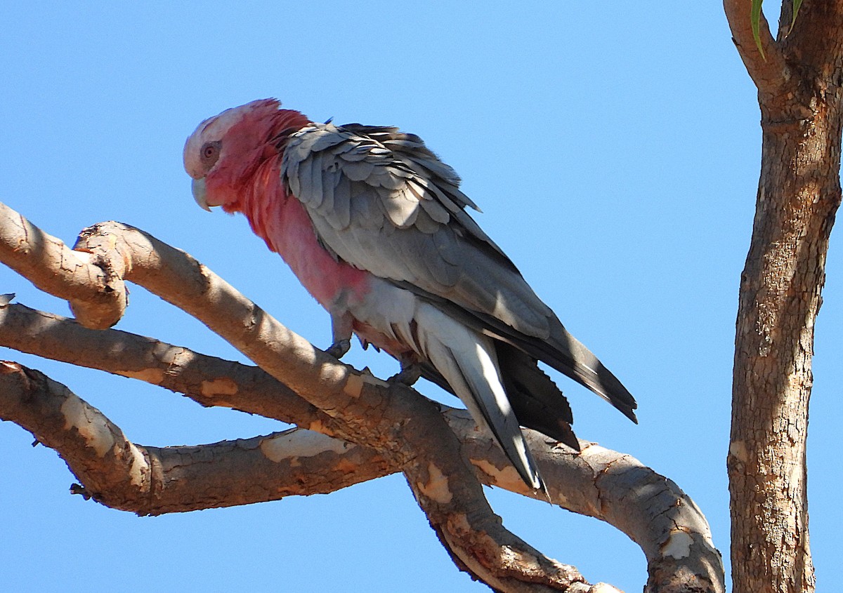 Galah - ML642298898