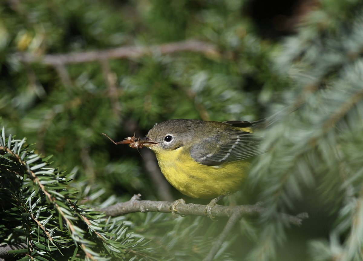 Magnolia Warbler - ML642298899