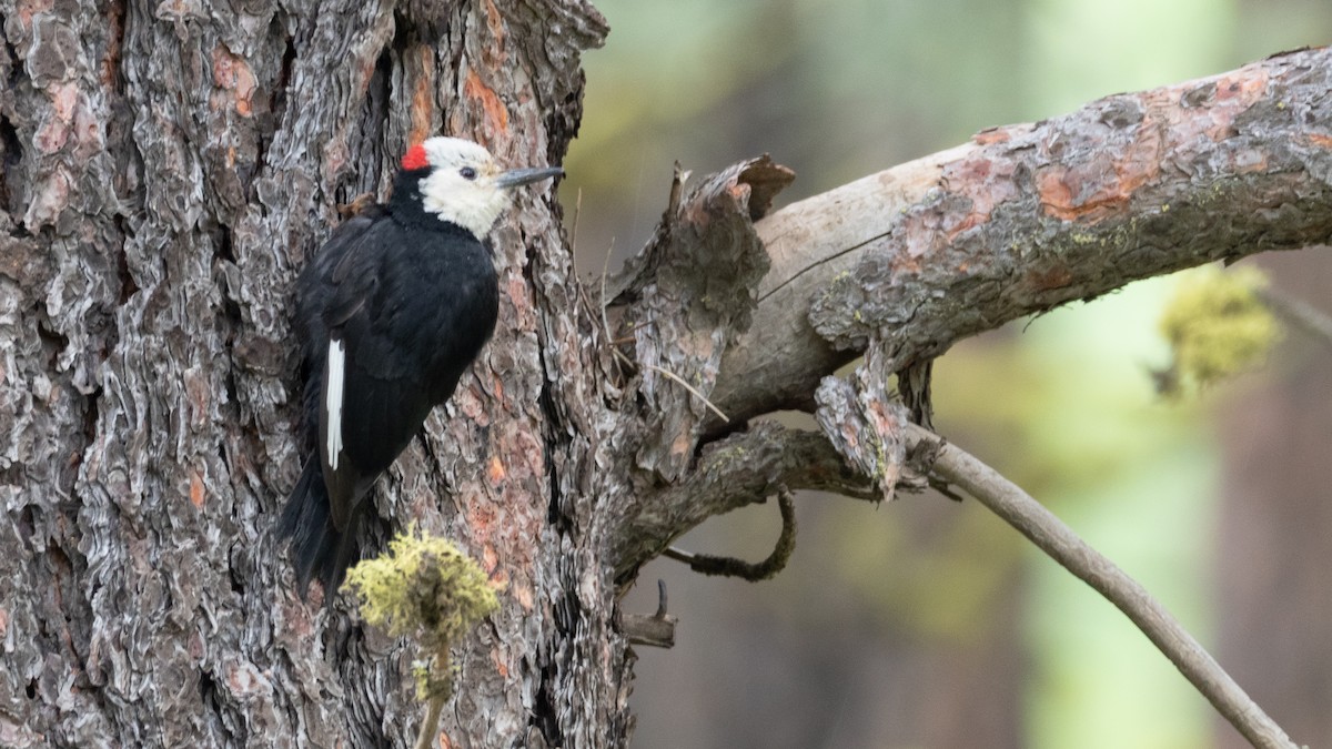 White-headed Woodpecker - ML642298901