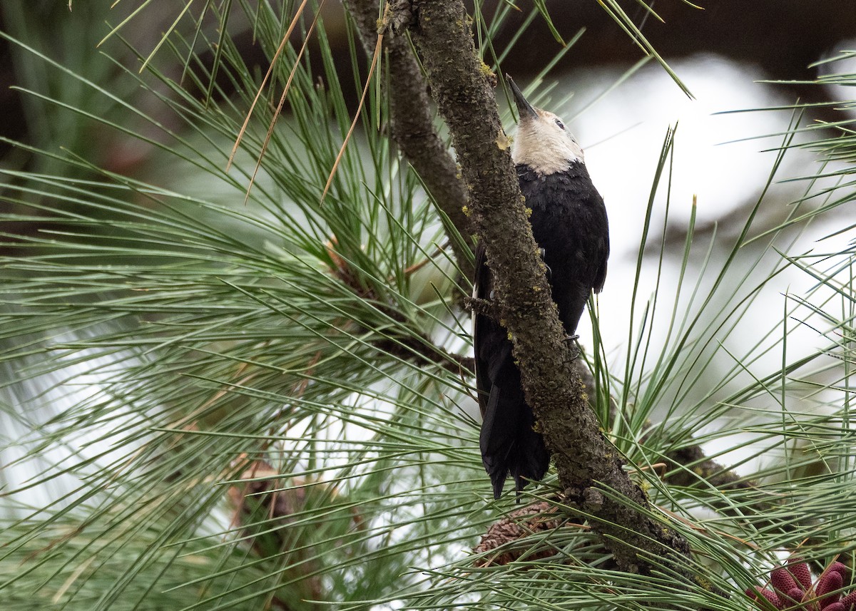 White-headed Woodpecker - ML642298902