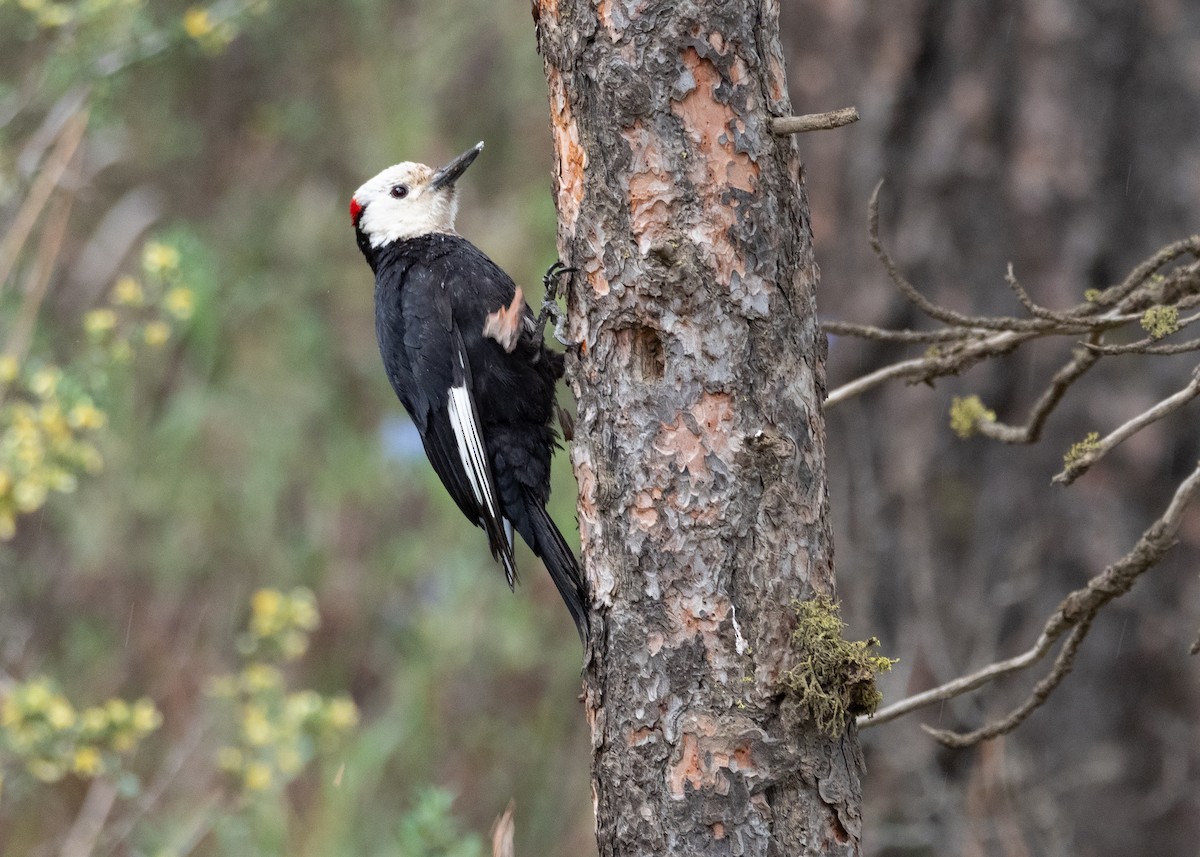 White-headed Woodpecker - ML642298903