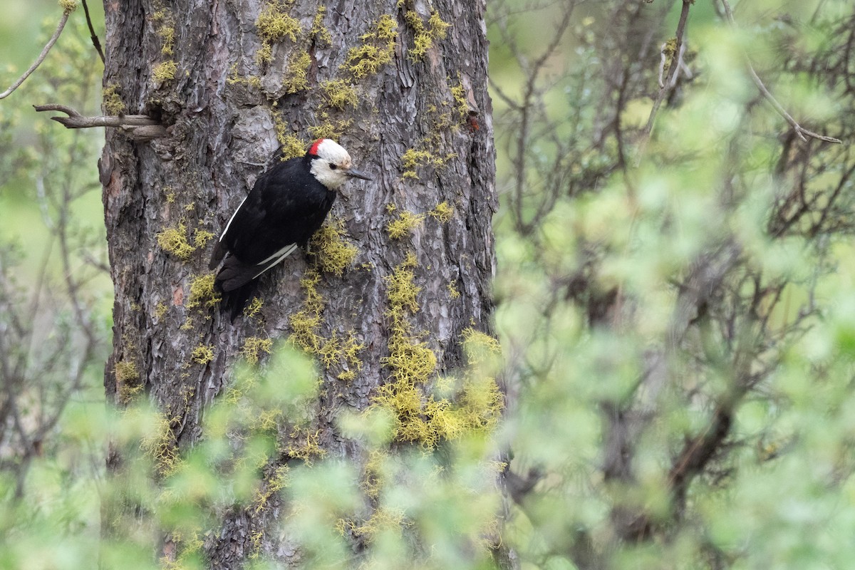 White-headed Woodpecker - ML642298905