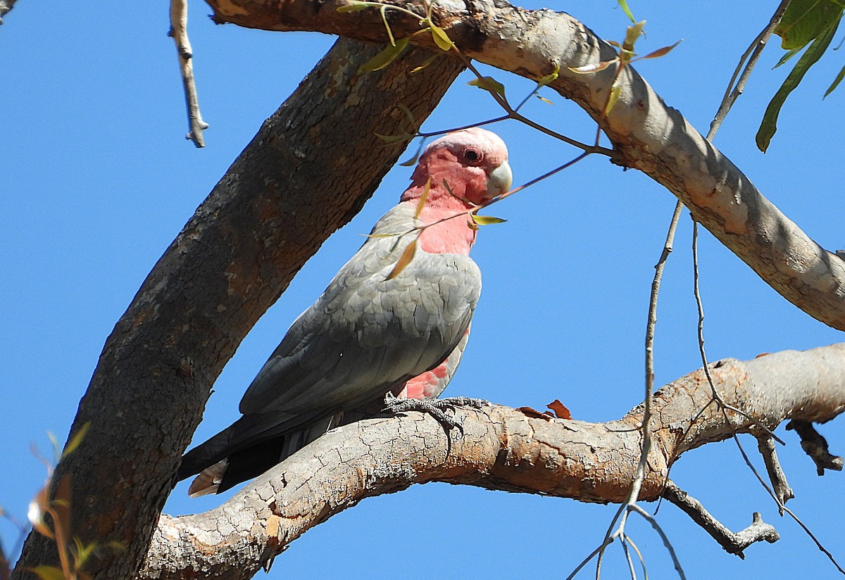 Galah - ML642298908