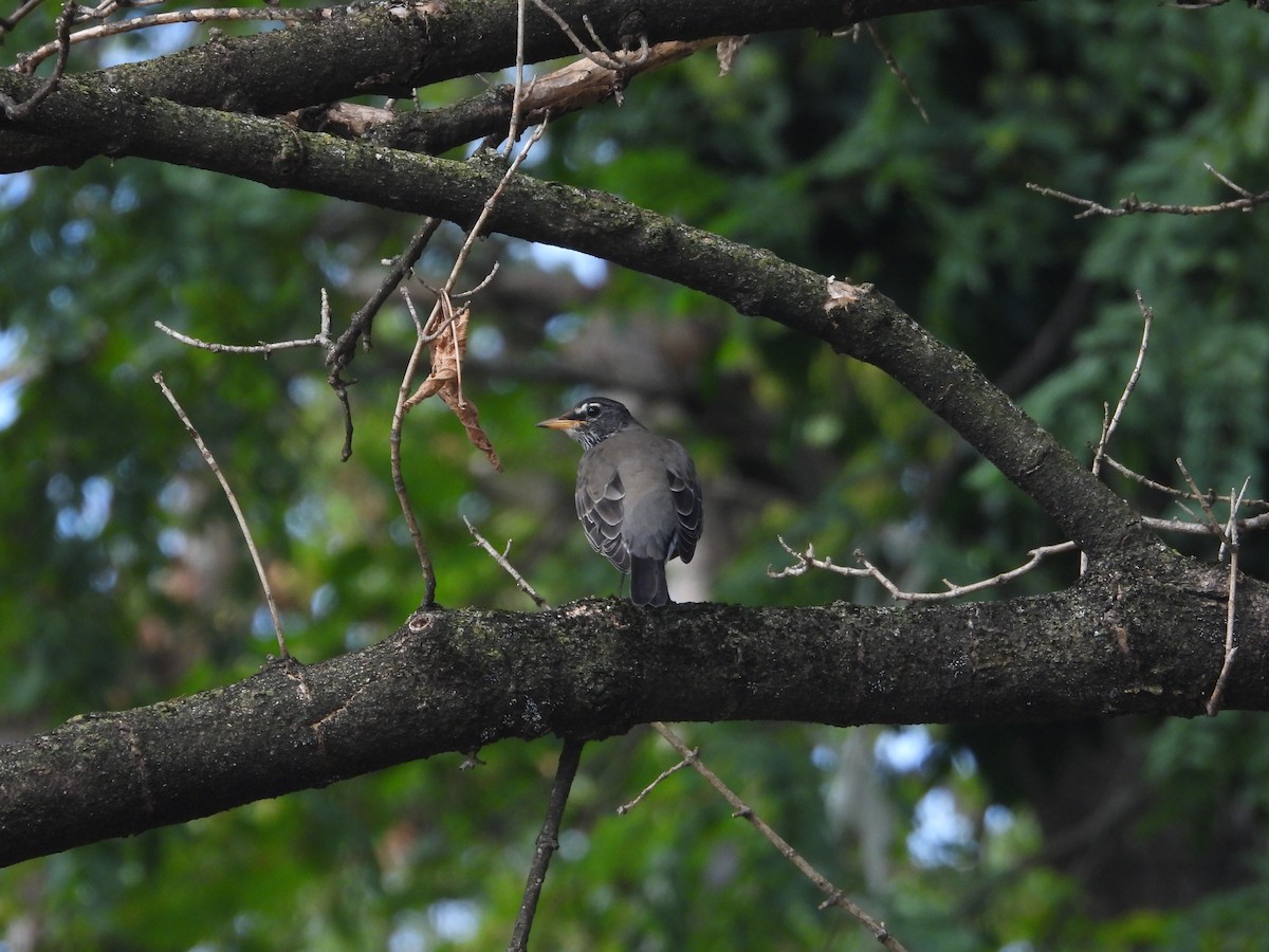 American Robin - ML642298909