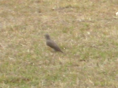 Ethiopian Thrush - ML642298911