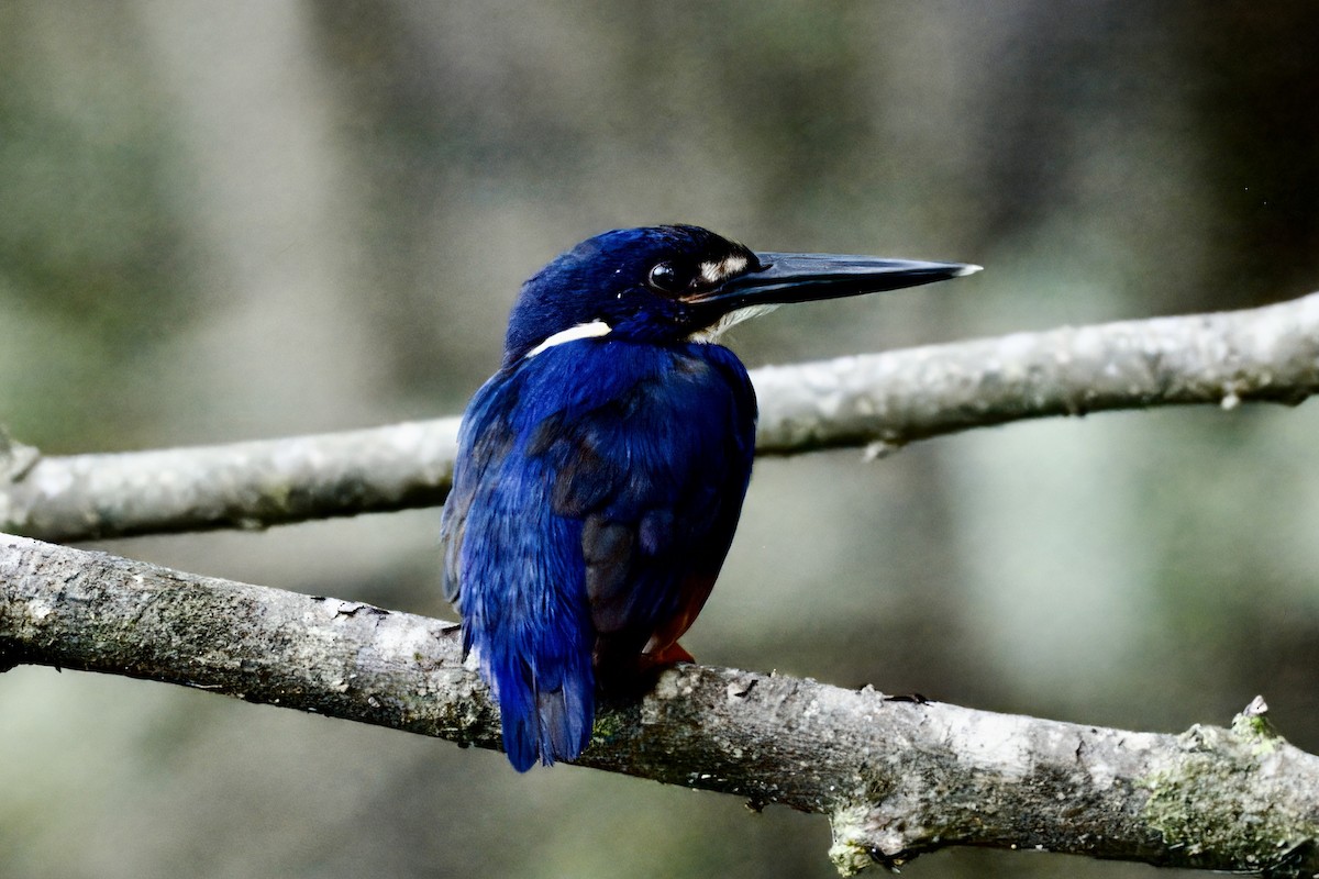 Azure Kingfisher - ML642298913